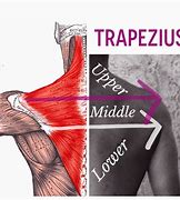 Image result for Inferior Trapezius