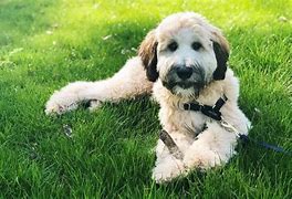 Image result for Cute Poodle Mixes