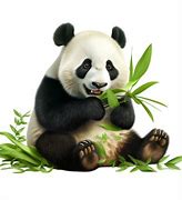 Image result for Panda Eating Fish