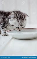 Image result for Kitten Drinking Water