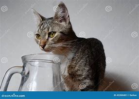 Image result for Kitten Drinking Water