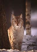 Image result for Lynx Finland