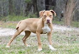 Image result for Pit Bull Tan and White