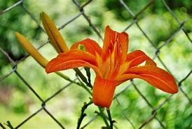 Image result for Orange Stargazer Lily