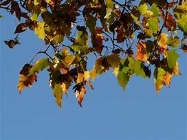 Image result for Fire Maple Tree