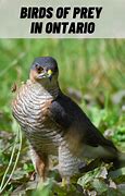 Image result for Ontario Birds of Prey