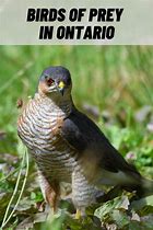 Image result for Canadian Birds of Prey