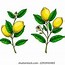 Image result for Bush Lemon Tree