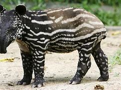 Image result for Wild Tapir