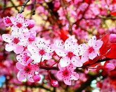 Image result for Wallpaper Cantik