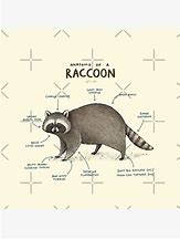 Image result for Prime Raccoon Body