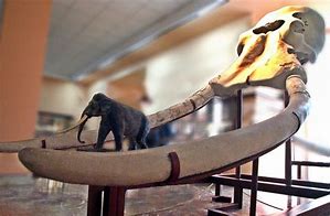 Image result for Horror Elephant Skeleton