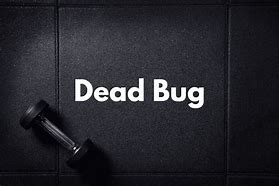 Image result for Dead Bug Core Exercise