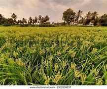 Image result for Millet Field Art India