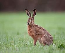 Image result for High Quality Indian Hare