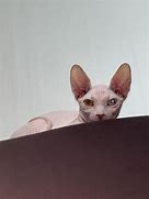 Image result for Old Sphynx Cat