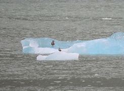 Image result for Tracy Arm Excursion