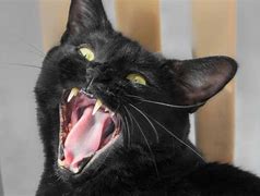 Image result for Black Cat Mouth