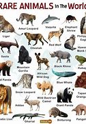 Image result for Top 10 Rare Animals