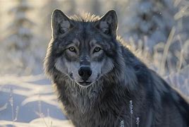 Image result for Grey Dire Wolf