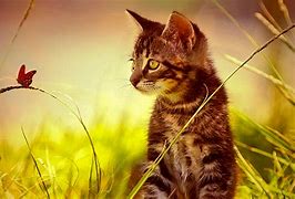 Image result for Cat and Butterfly Wallpaper