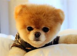 Image result for Cutest Dogs