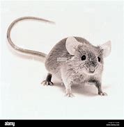 Image result for Real Mouse Standing