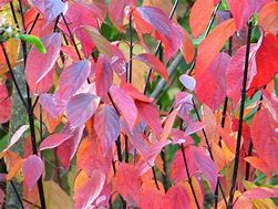 Image result for Cornus Alba Dogwood