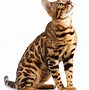 Image result for Motion Cat Wrld