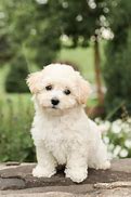 Image result for Bichon Terrier Puppies Mesa