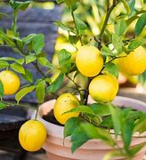 Image result for Lemon Tree Home