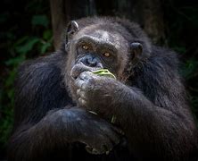 Image result for Chimpanzee Eating Meat