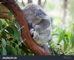 Image result for Koala Bear Sleep