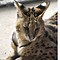 Image result for Serval Wild Cat