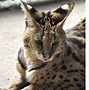 Image result for Serval Family