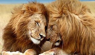 Image result for Lion and Fire