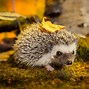 Image result for Hedgehog Living