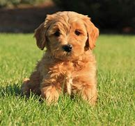 Image result for Labradoodle