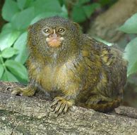 Image result for Pygmy Marmoset Tree Sap