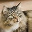 Image result for Angry Gray Cat Moody