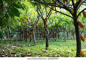 Image result for Cacao Plan