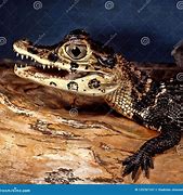 Image result for Melanosuchus