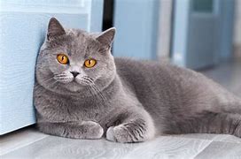 Image result for Grey House Cat