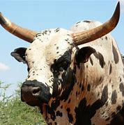 Image result for Nguni Cattle Skins