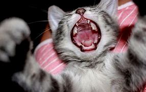 Image result for Crying Kitten