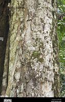 Image result for Greenheart Tree Leaf