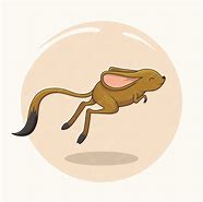 Image result for Jerboa Jumping