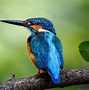 Image result for Kingfisher Blue Colour