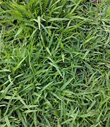 Image result for Zoysia Fungus