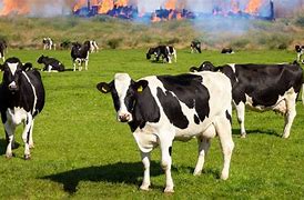 Image result for Cows On the Farm